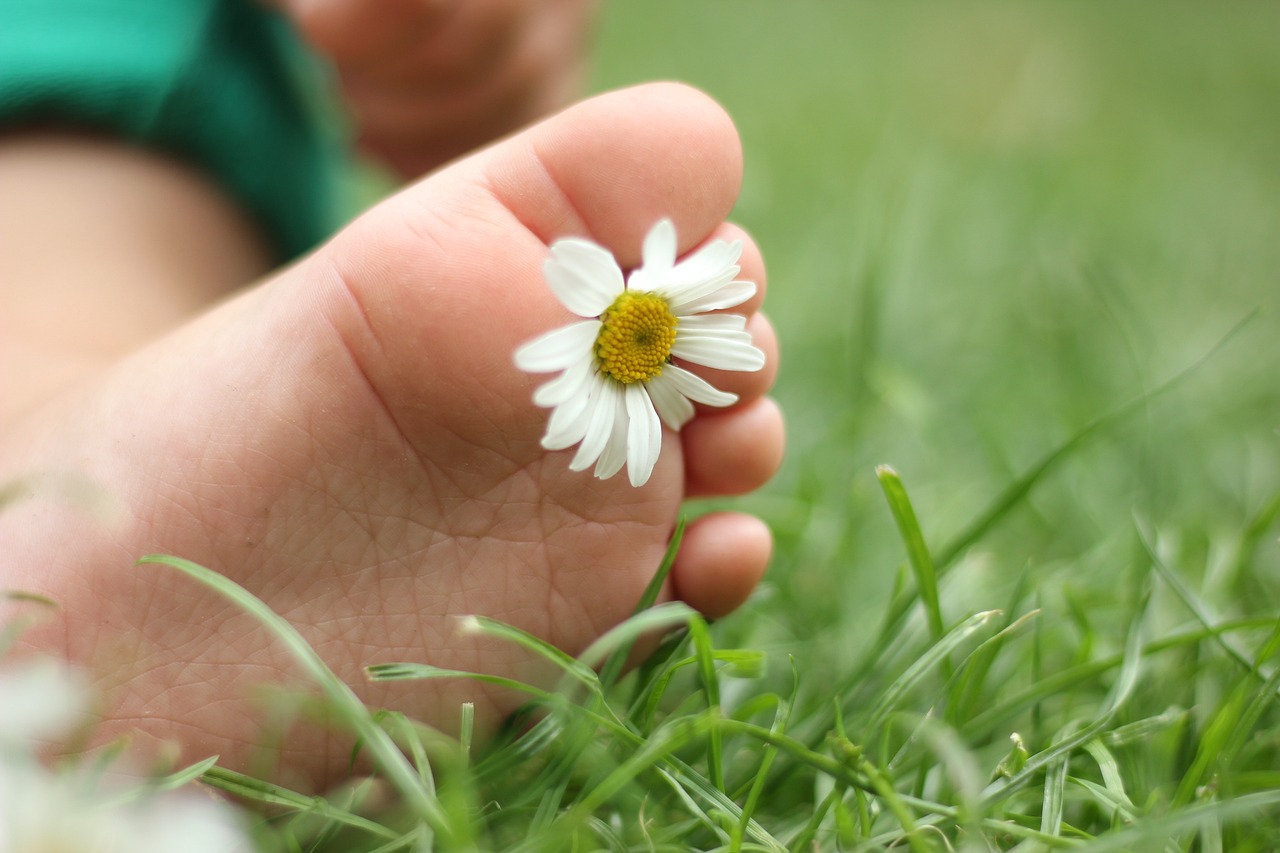 So kann das Gänseblümchen bei Verletzungen helfen