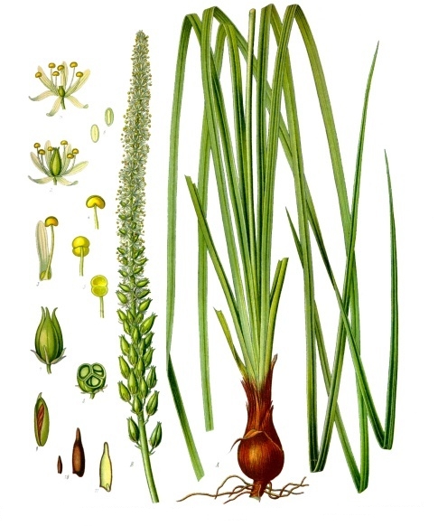 Arzneimittelbild: Läusekraut (Schoenocaulon officinale – Sabadilla officinalis)