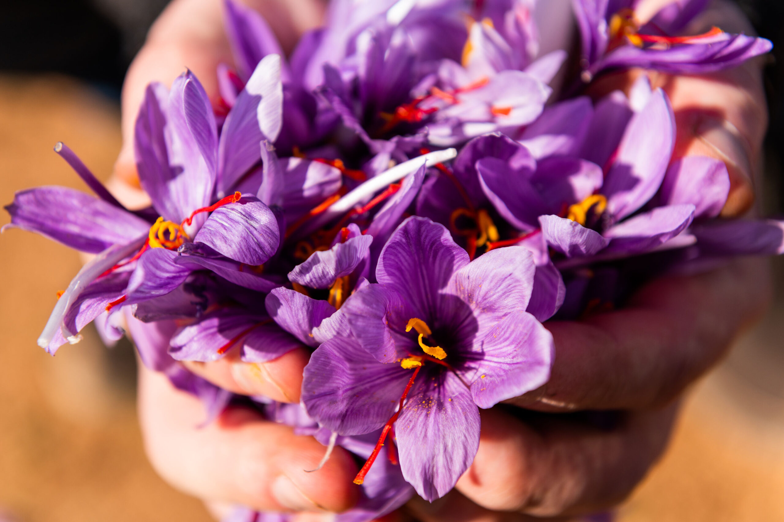 Safran: Arzneipflanze des Jahres 2024 – Ein Juwel in Küche und Homöopathie