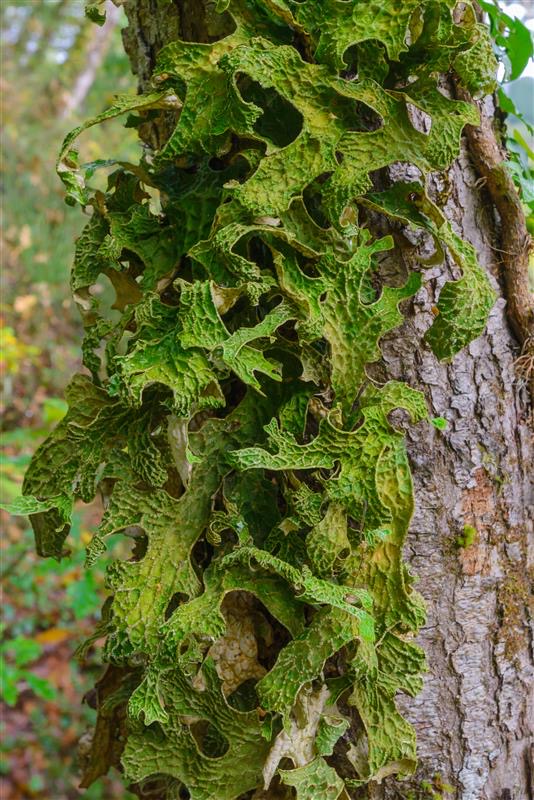 Homöopathische Pilzarzneien und Flechten im Kurzportrait